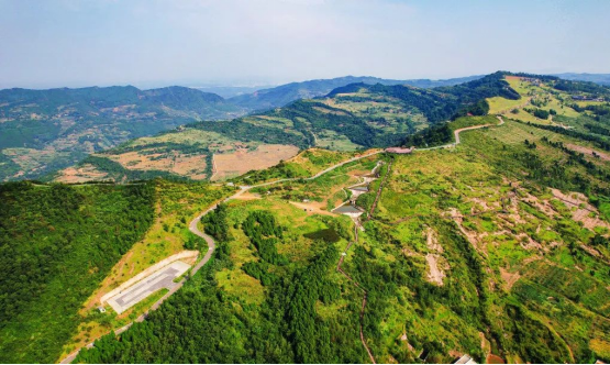 迎橄榄丰收 助墟落振兴 四川新利体育聚峰谷油橄榄工业发动金堂公园都会绿色低碳生长 - 新利体育