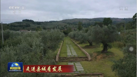 迎橄榄丰收 助墟落振兴 四川新利体育聚峰谷油橄榄工业发动金堂公园都会绿色低碳生长 - 新利体育