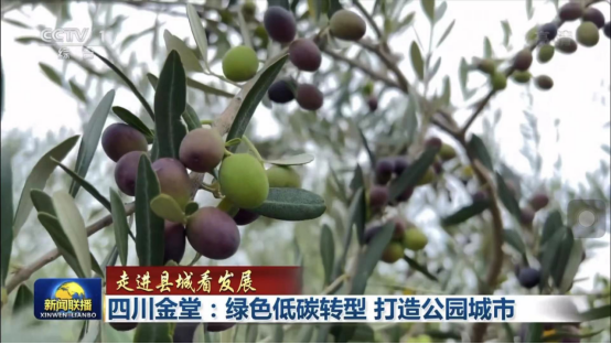 迎橄榄丰收 助墟落振兴 四川新利体育聚峰谷油橄榄工业发动金堂公园都会绿色低碳生长 - 新利体育